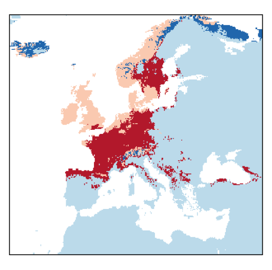 Agrostis canina L.